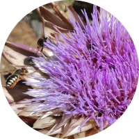 Blume mit Biene