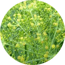 Kräuter
